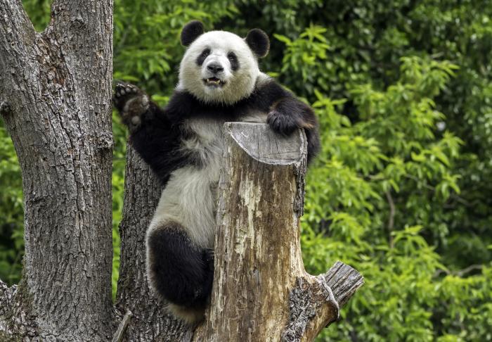 Großer Panda im Berliner Zoo steht für Pandadiplomatie und Biodiversität 