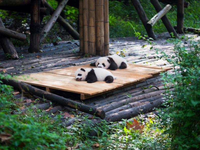 Panda-Nachwuchs sorgt für zehntausende Zoo-BesucherInnen