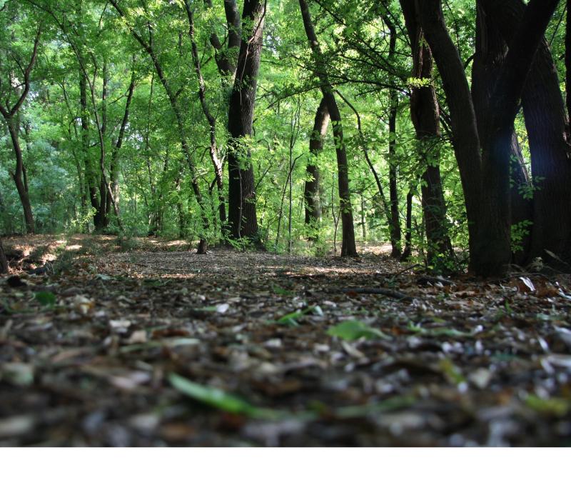 Berliner Waldboden entscheidend für Trinkwasserversorgung und im Kampf gegen die Klimakrise