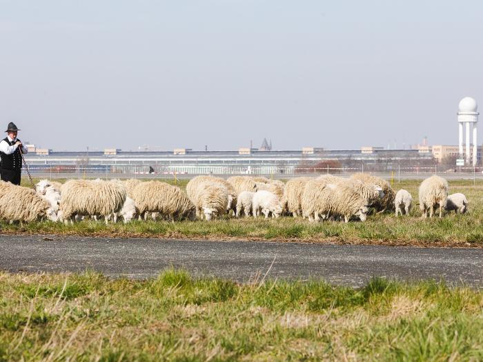 Beweidungsprojekt auf dem Tempelhofer Feld von 2019