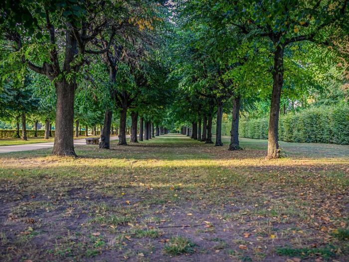 Straßen, Plätze und Parks sollen bis 2040 hunderttausende neue Bäume tragen – Chancen und Kritik inklusive